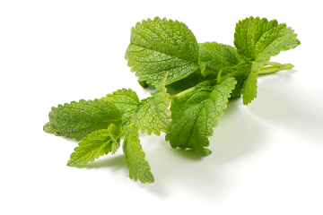 Lemon Balm