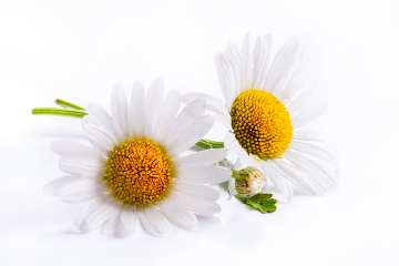 Feverfew