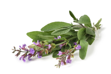 Sage