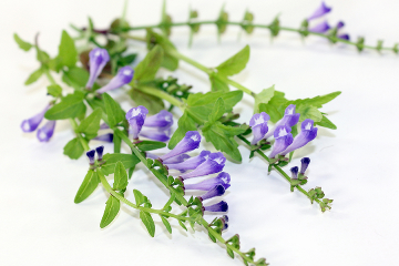 Baikal Skullcap
